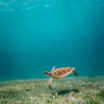 brown turtle in body of water